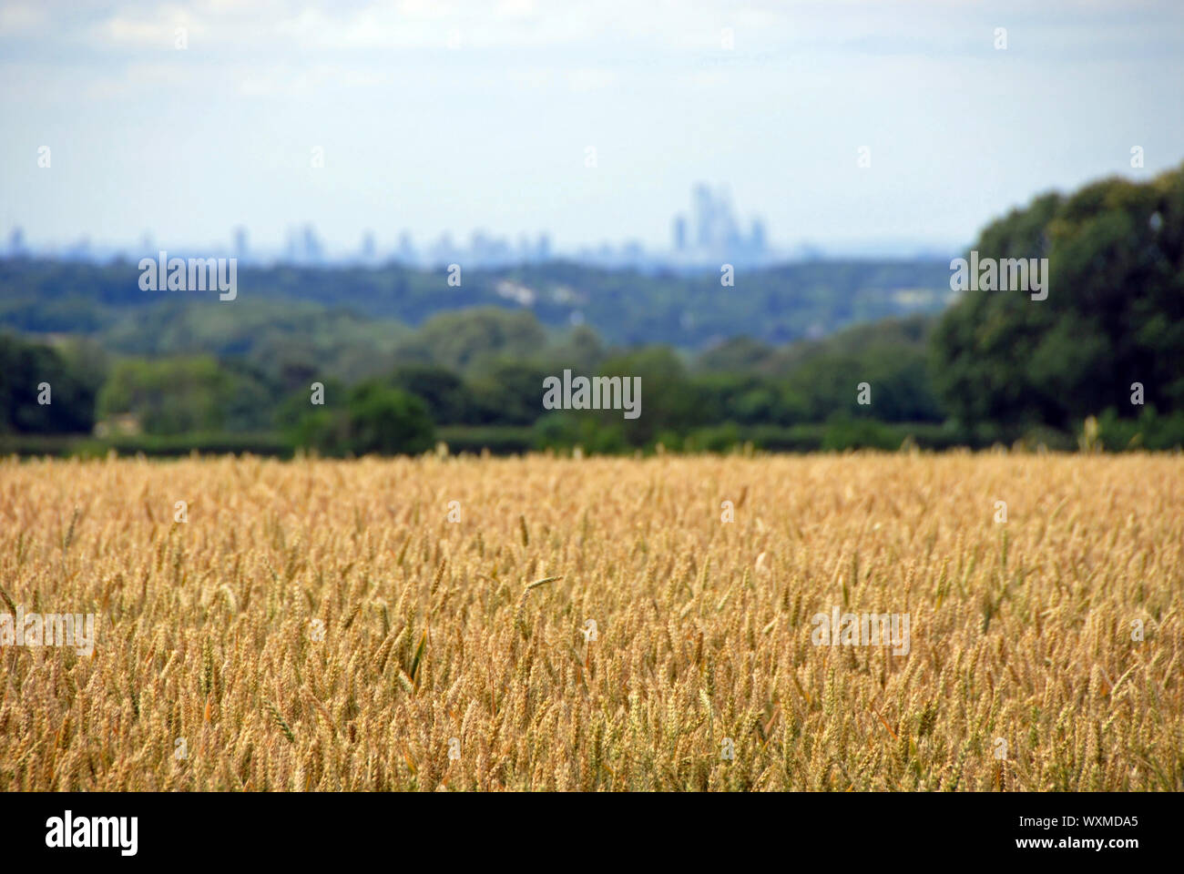 London from the North Downs at Reigate, Surrey. London skyline with fields. London is surrounded by a green belt of woods and fields. Focus on field. Stock Photo