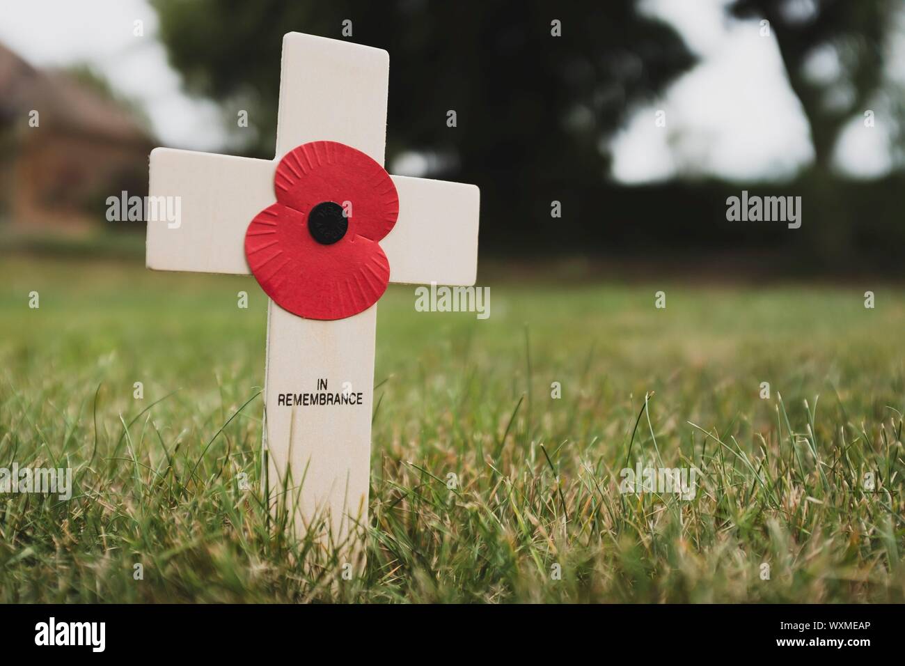 Poppy remembrance day cross in a field, UK Stock Photo