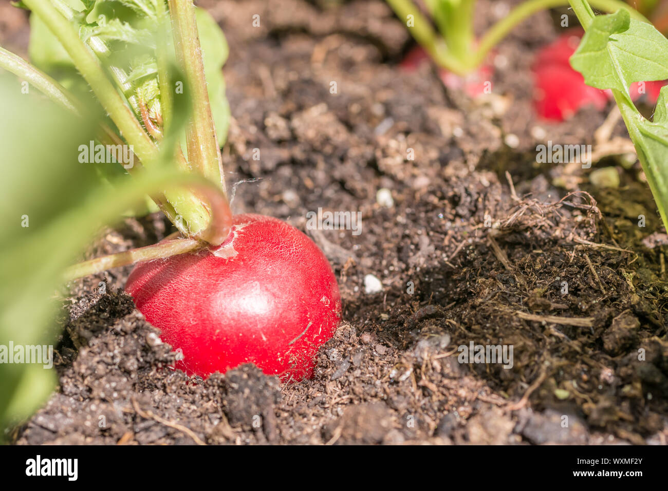 Cultivation of delicious radishes in the home garden Stock Photo