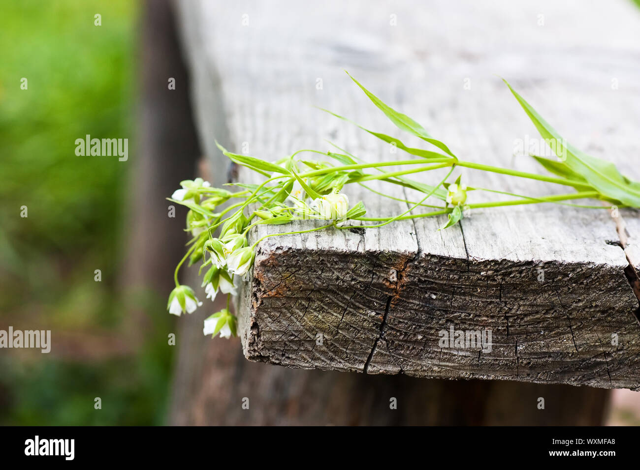 Withered flowers on a wood bench Stock Photo - Alamy