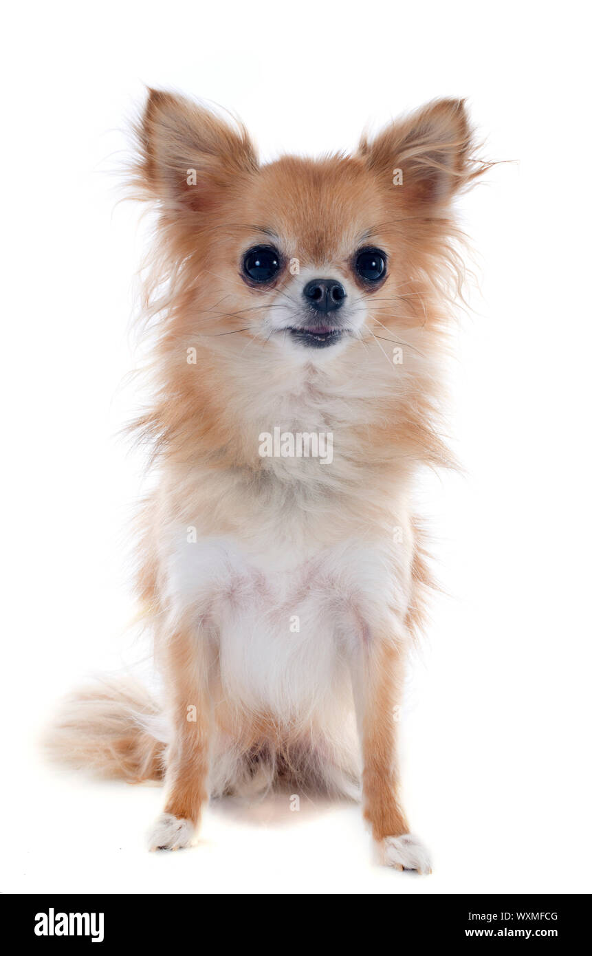 portrait of a senior chihuahua in front of white background Stock Photo ...