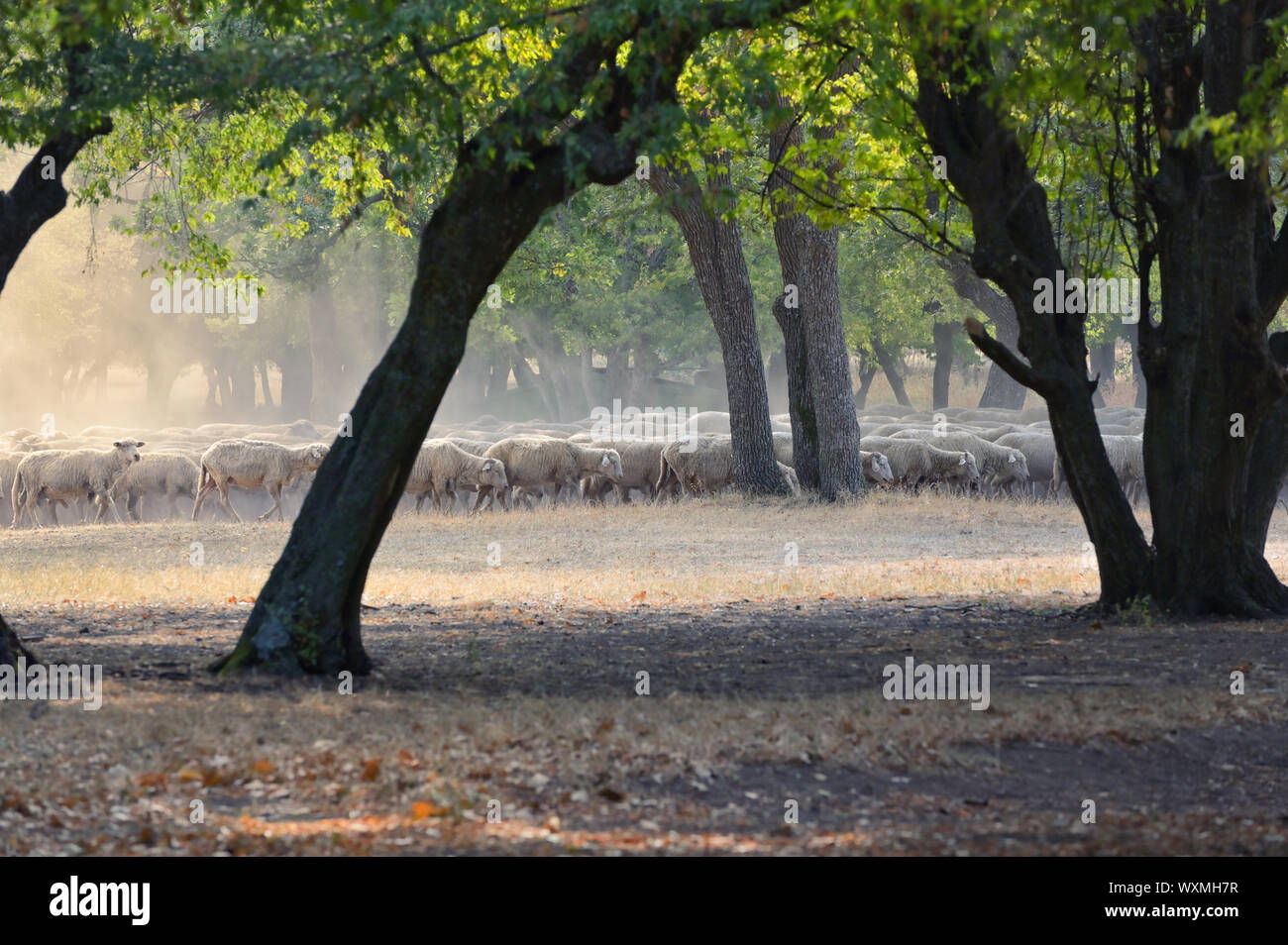 Flock of sheep in autumn forest Stock Photo