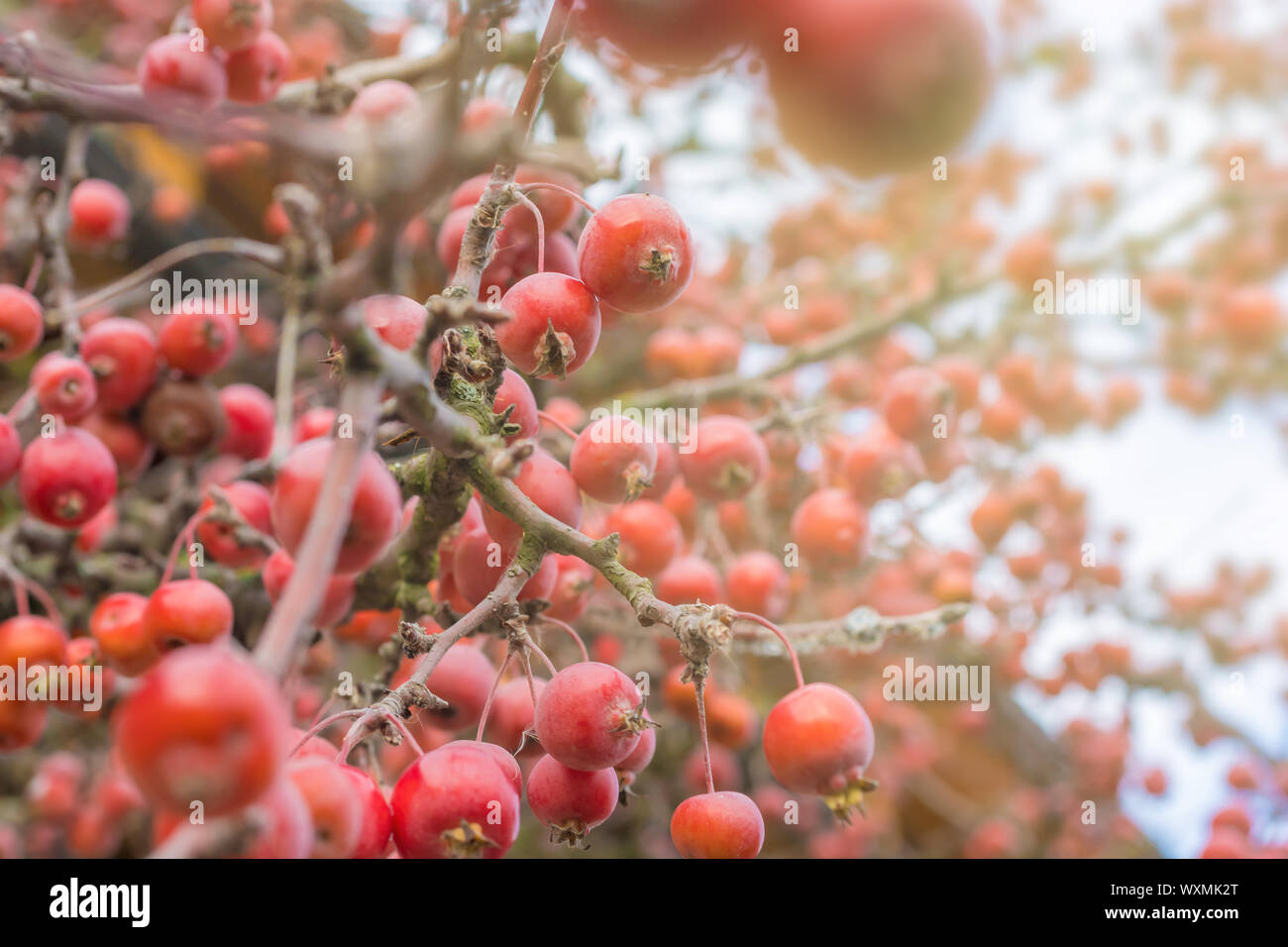 Red fruits of the ornamental apple tree named Malus hybrid Stock Photo