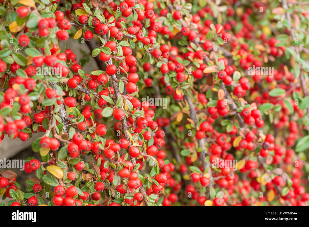 Red fruits of cotoneaster Stock Photo