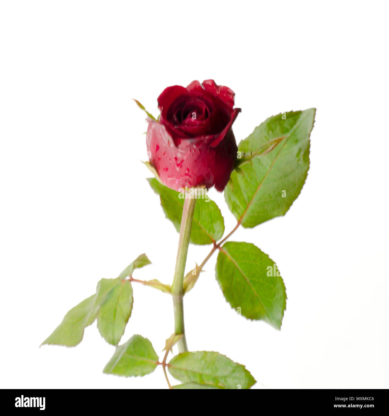 beautiful rose flower isolated on white background Stock Photo - Alamy