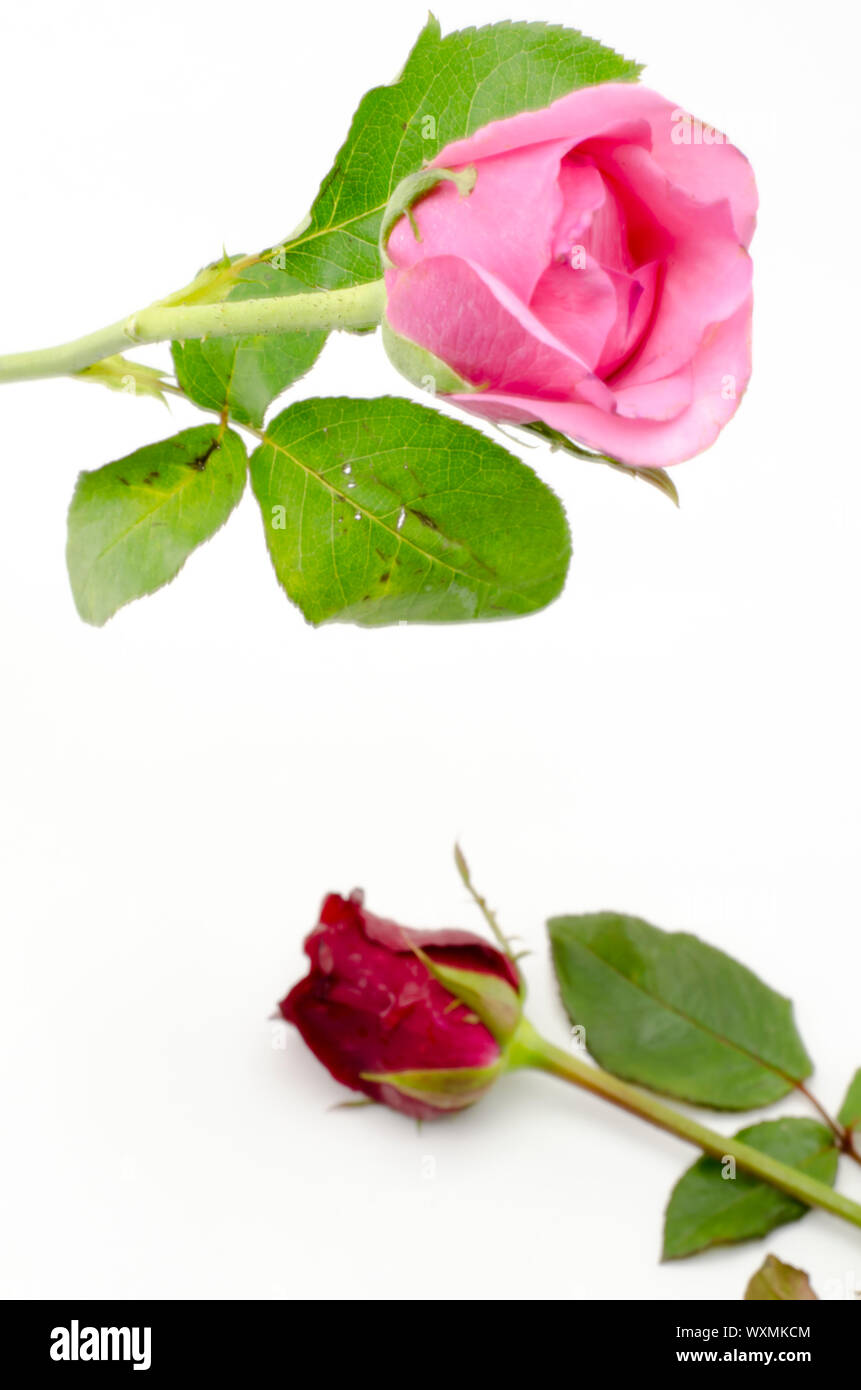 beautiful rose flower isolated on white background Stock Photo - Alamy