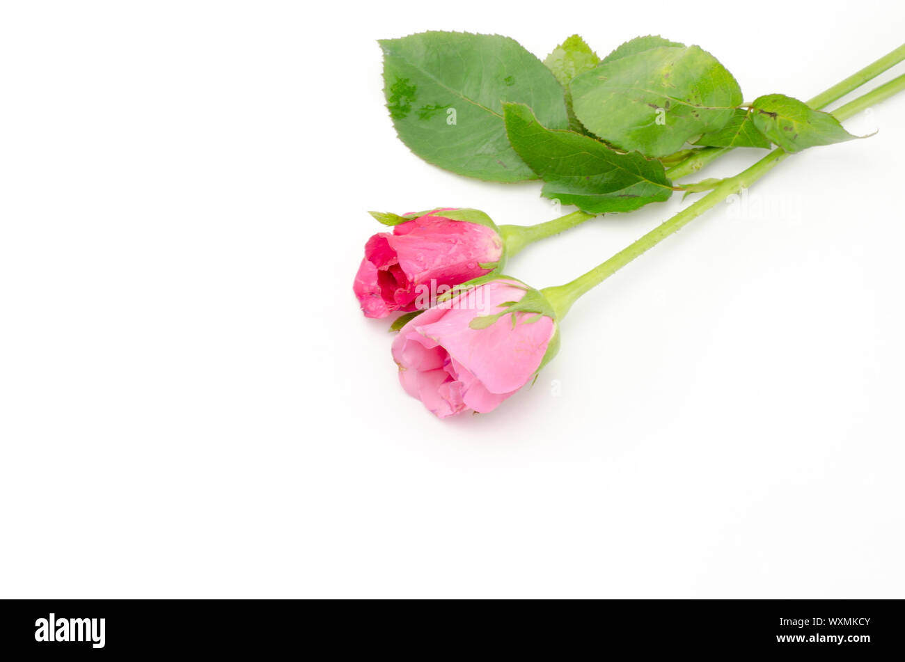 beautiful rose flower isolated on white background Stock Photo - Alamy