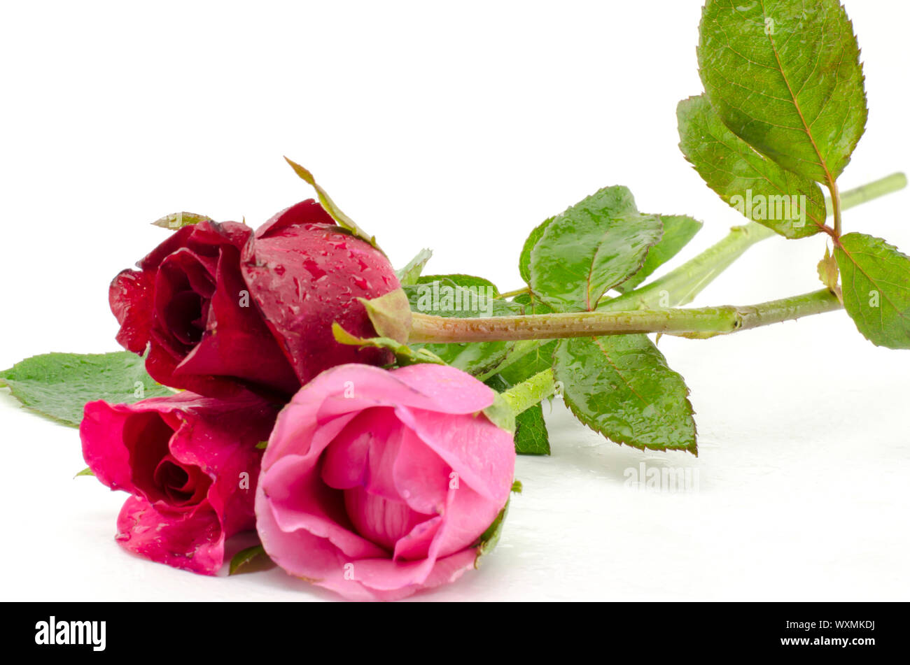 beautiful rose flower isolated on white background Stock Photo - Alamy
