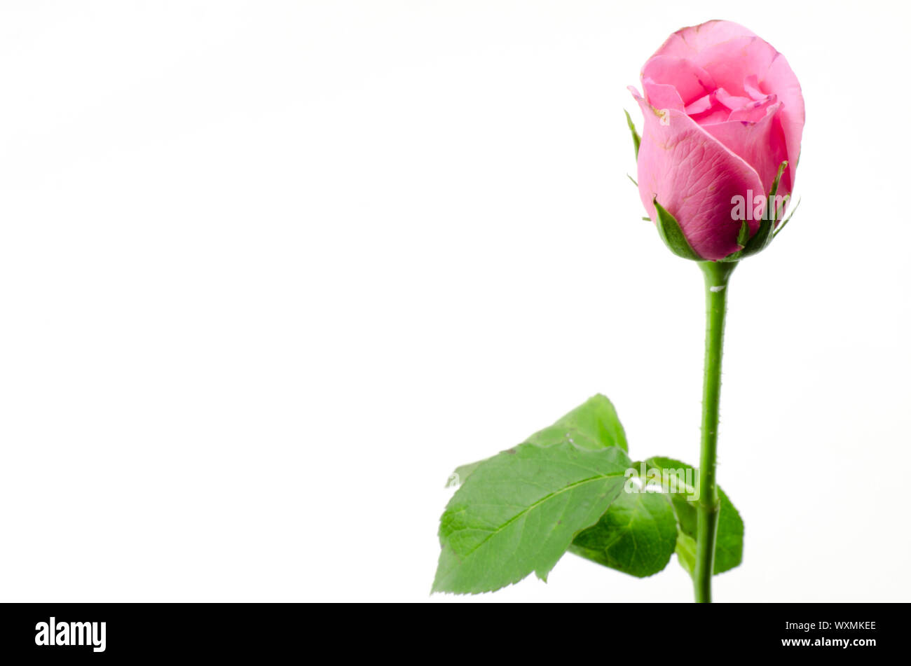 beautiful rose flower isolated on white background Stock Photo - Alamy