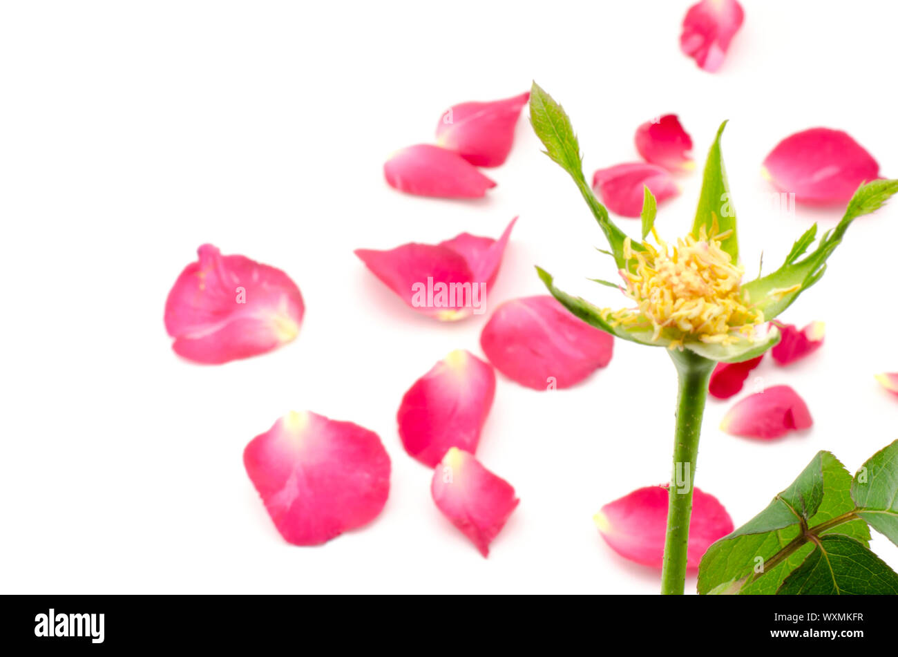 beautiful rose flower isolated on white background Stock Photo - Alamy