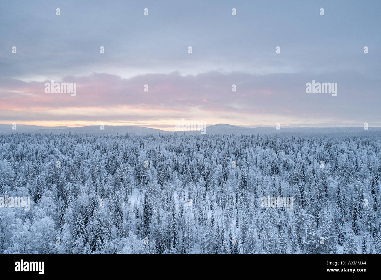 Aerial view of boreal forest in Pyhä-Luosto National Park during sunset in winter. Stock Photo