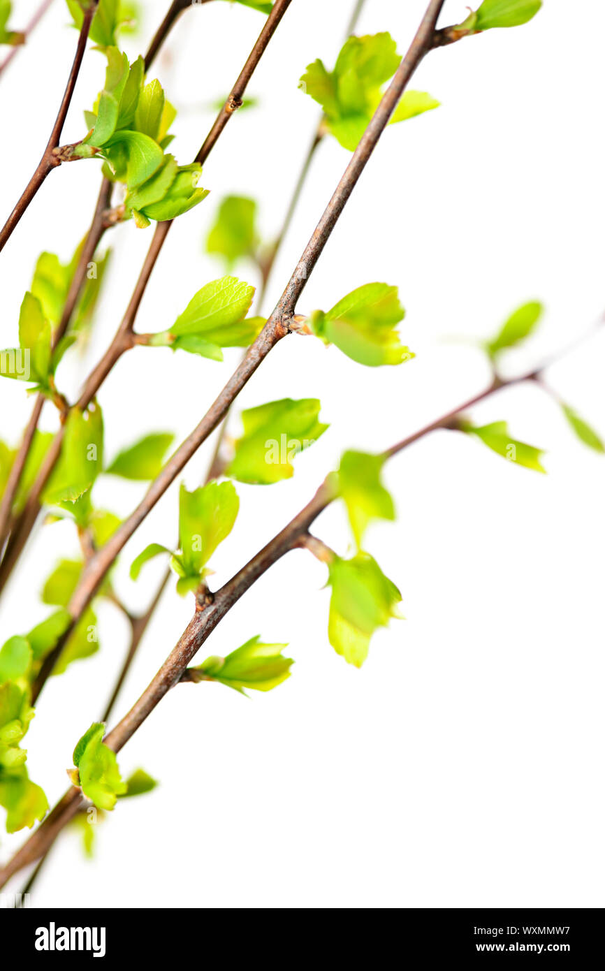 Branches with young green spring leaves budding isolated on white Stock ...