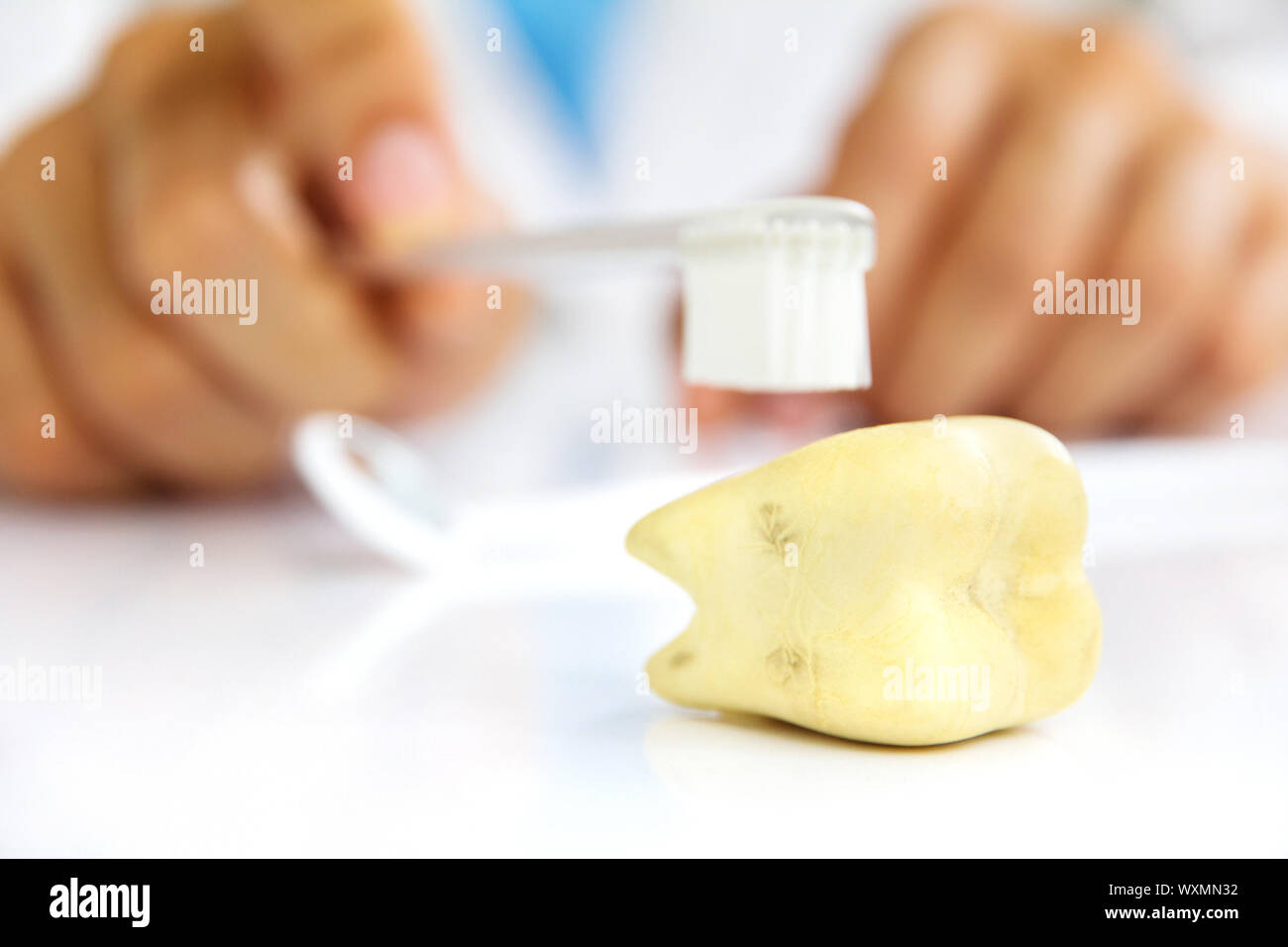 molar with dentist background Stock Photo