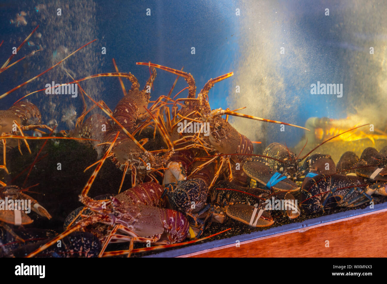 Fresh and alive lobsters in tank at seafood market Stock Photo Alamy