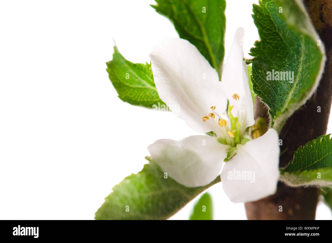 detail of branch Apple tree at spring time Stock Photo - Alamy