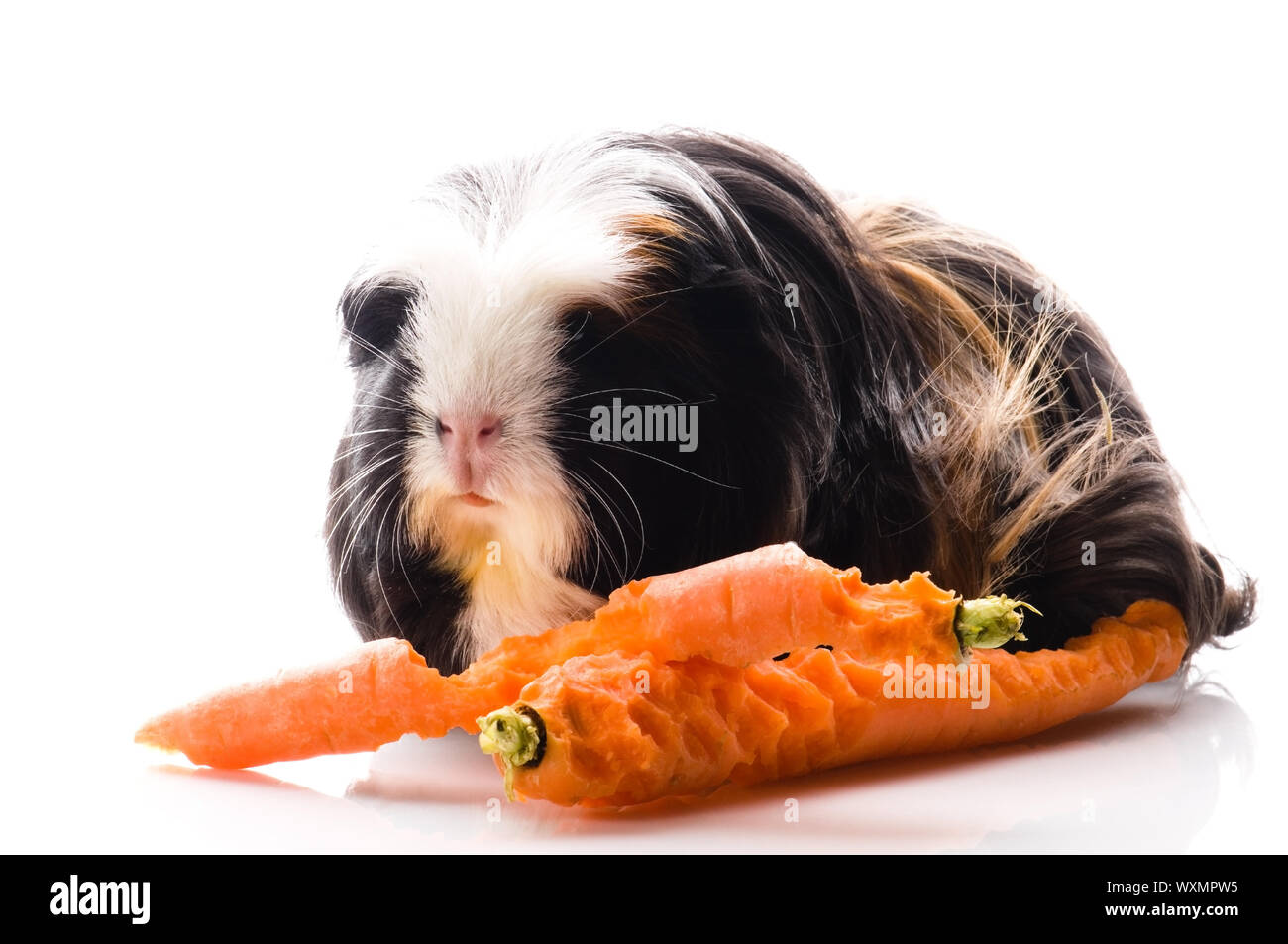 guinea pig with carrots Stock Photo Alamy