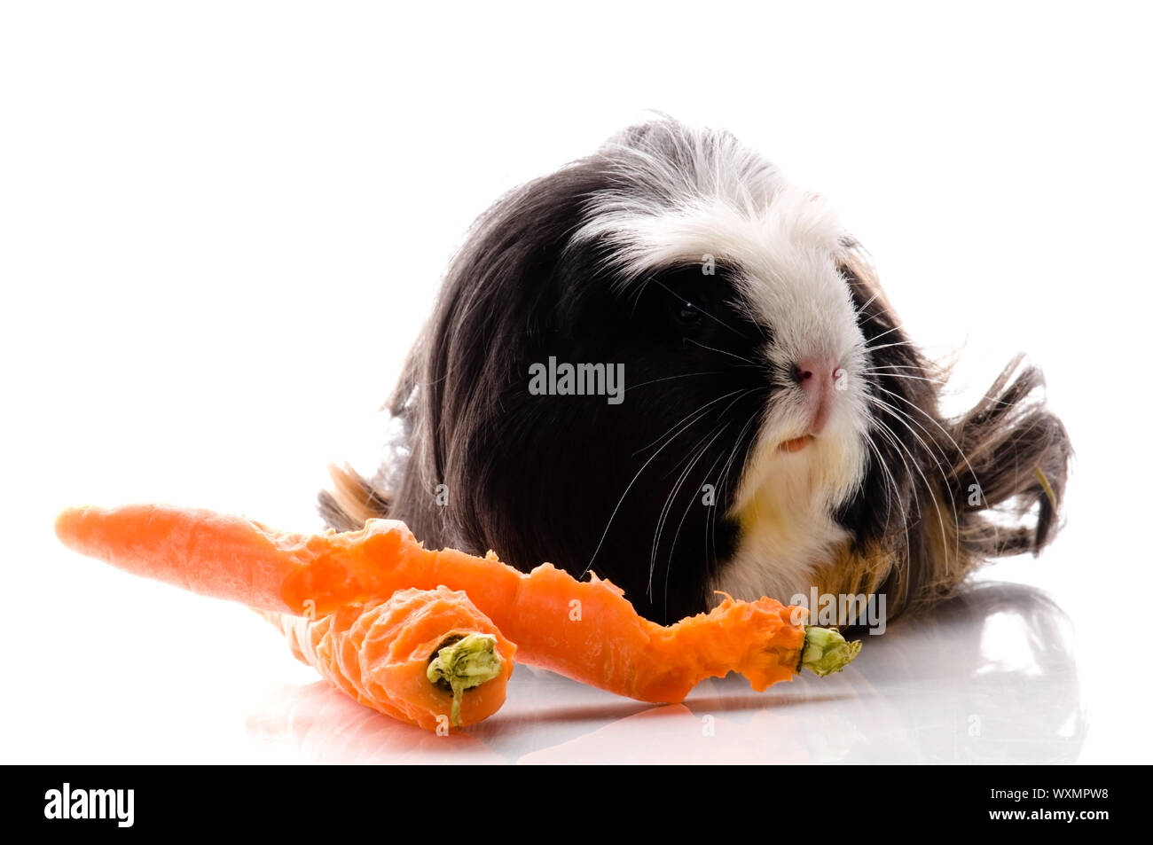 guinea pig with carrots Stock Photo Alamy