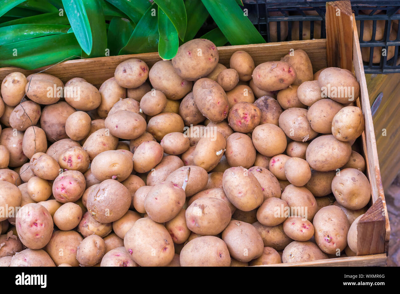 Fresh potatoes at the market stall of a greengrocer Stock Photo