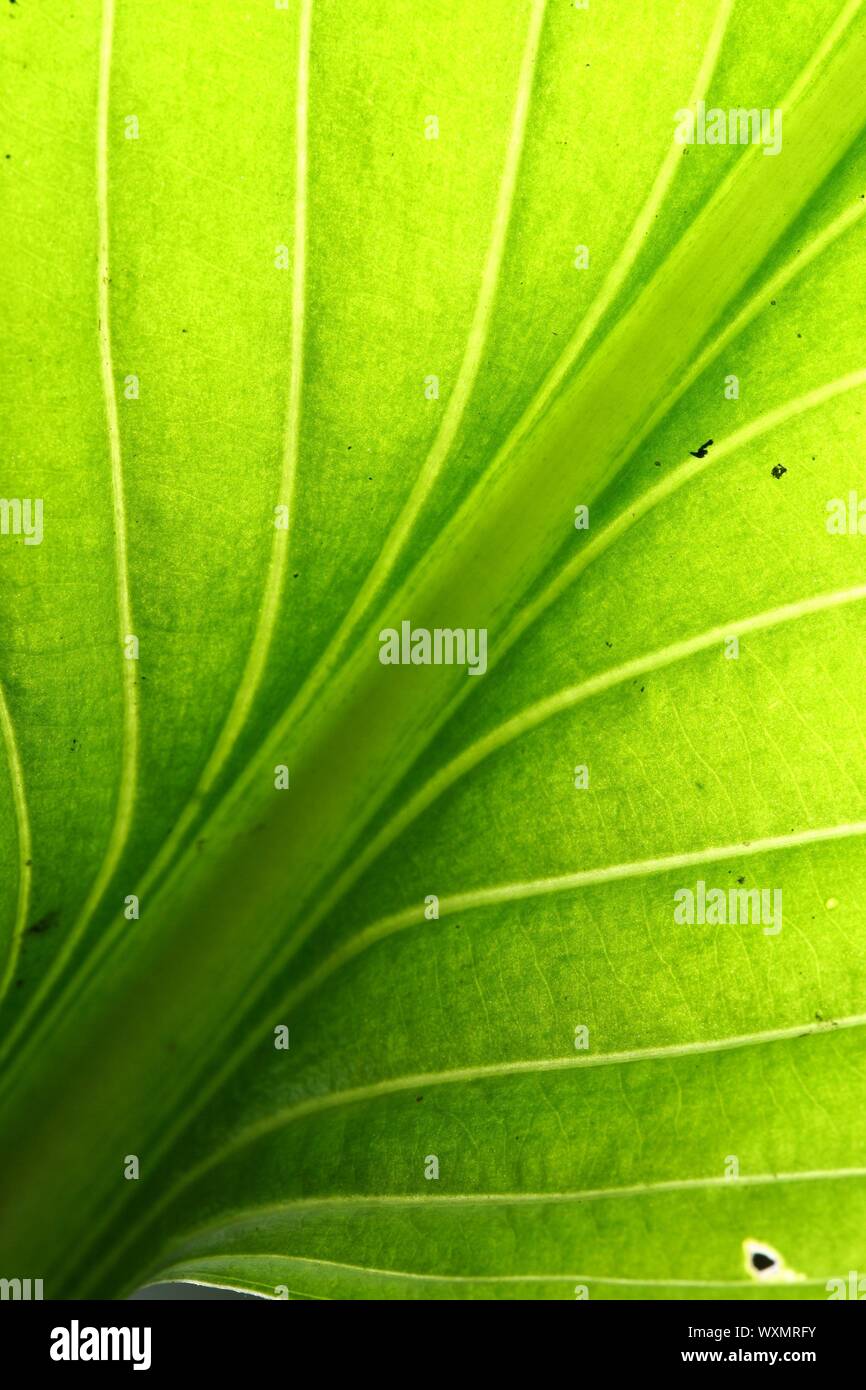 green leaf vein macro close up Stock Photo - Alamy