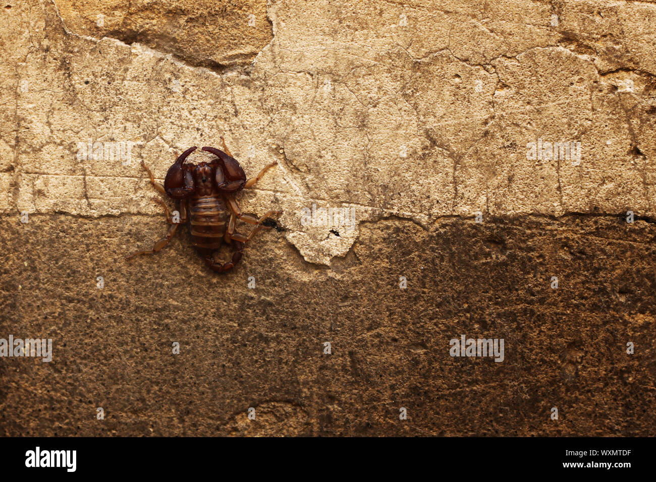 Phto of scorpion on the wall Stock Photo
