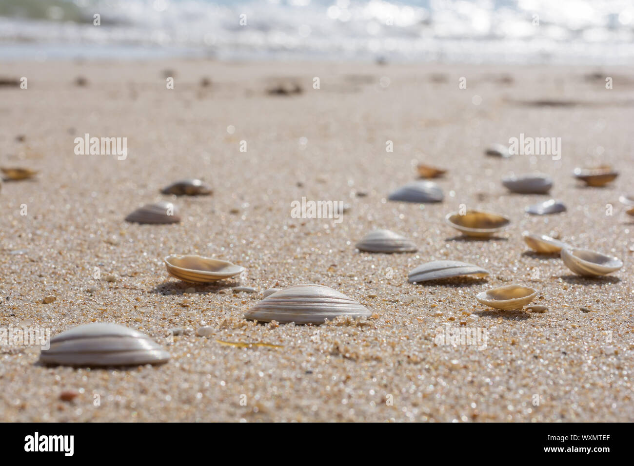 Many shells on fine sandy beach Stock Photo
