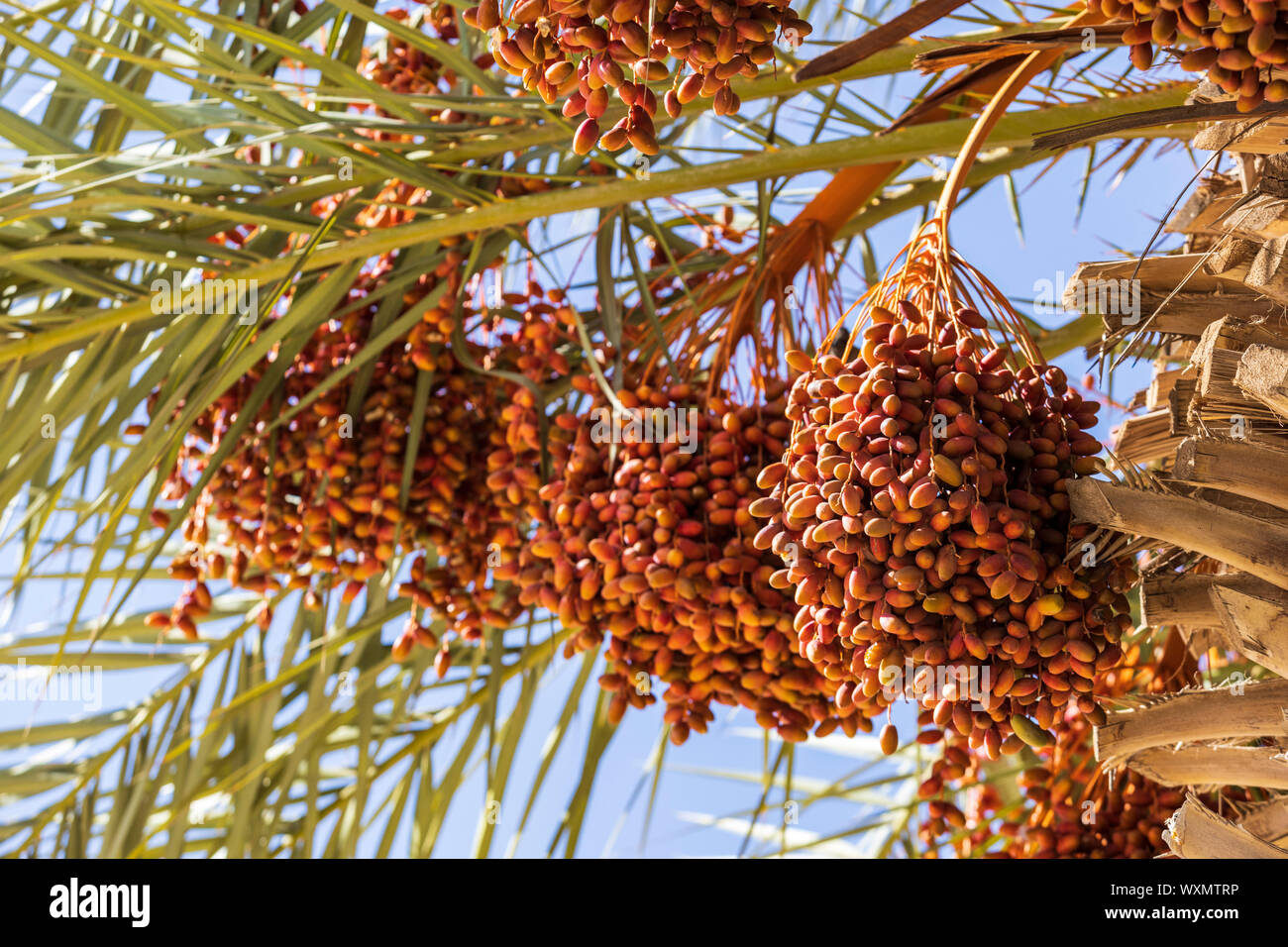 Moroccan date palms hires stock photography and images Alamy