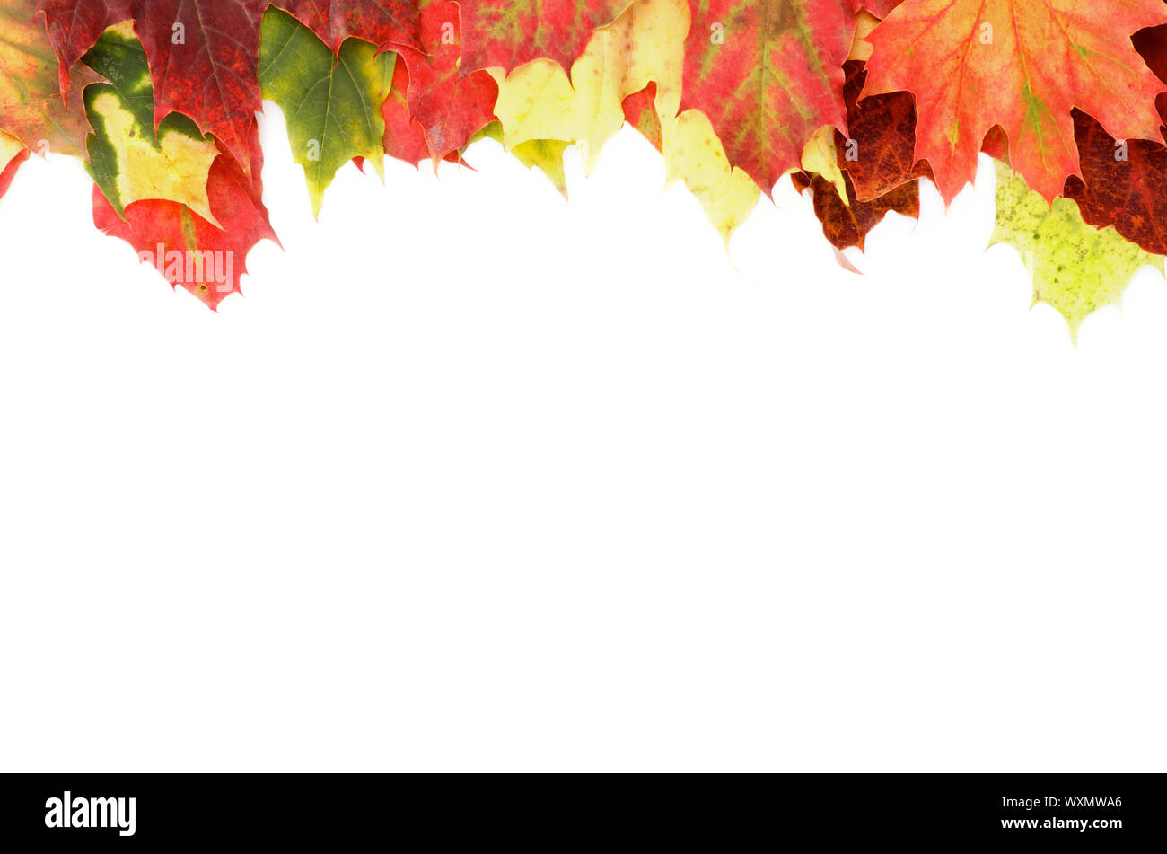 Frame of Multi Colored Autumn Maple Leaf isolated on white background ...
