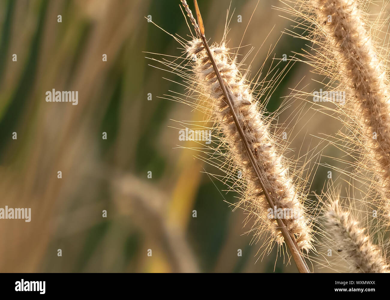 Closeup Poaceae Grass Flower with Sunlight Isolated on Nature Background Stock Photo
