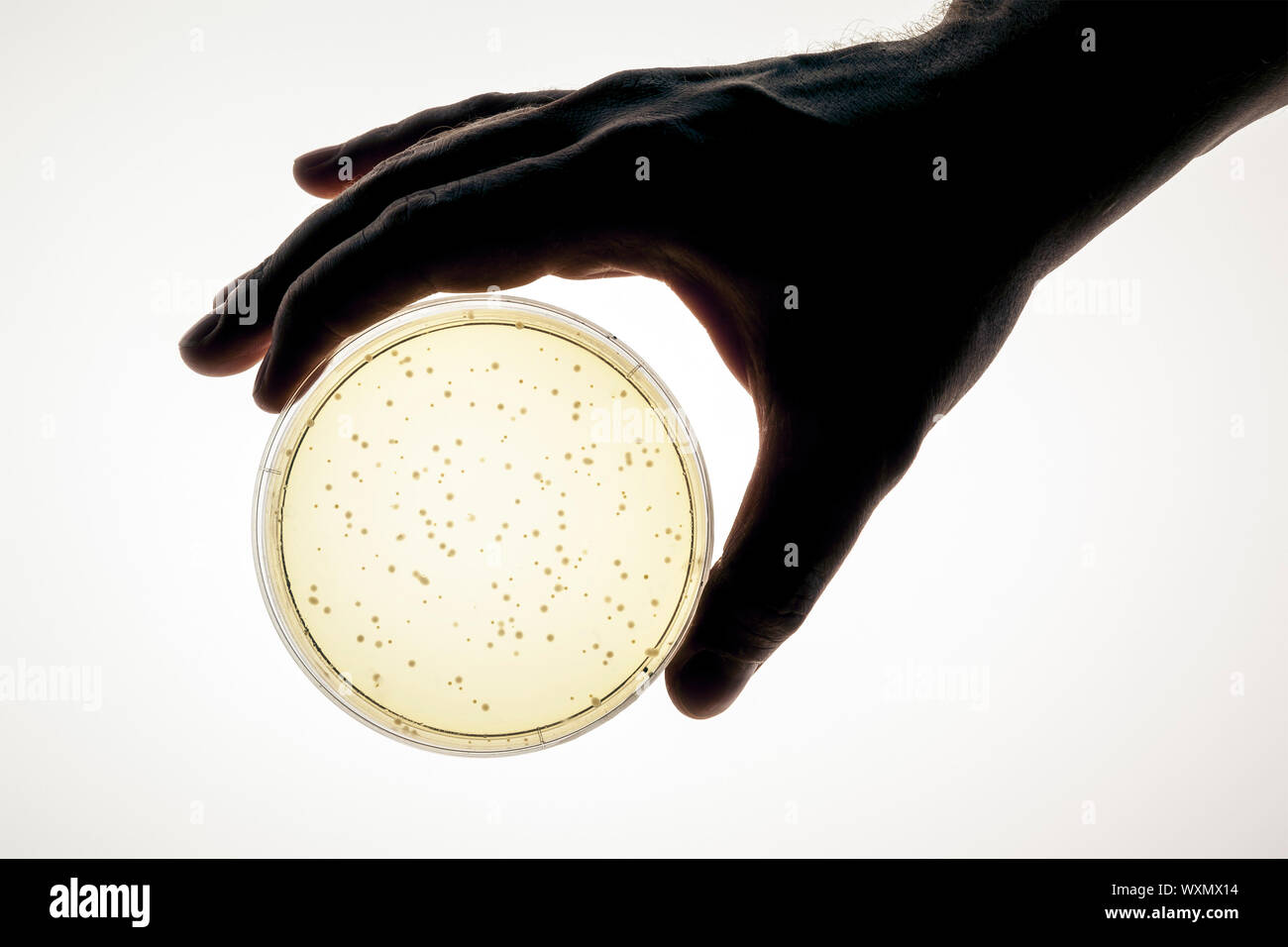 An image of a hand holding a petri dish Stock Photo Alamy