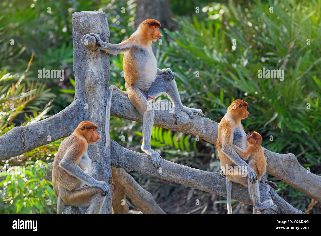 Proboscis monkeys in the mangrove in Labuk Bay, Borneo Stock Photo - Alamy