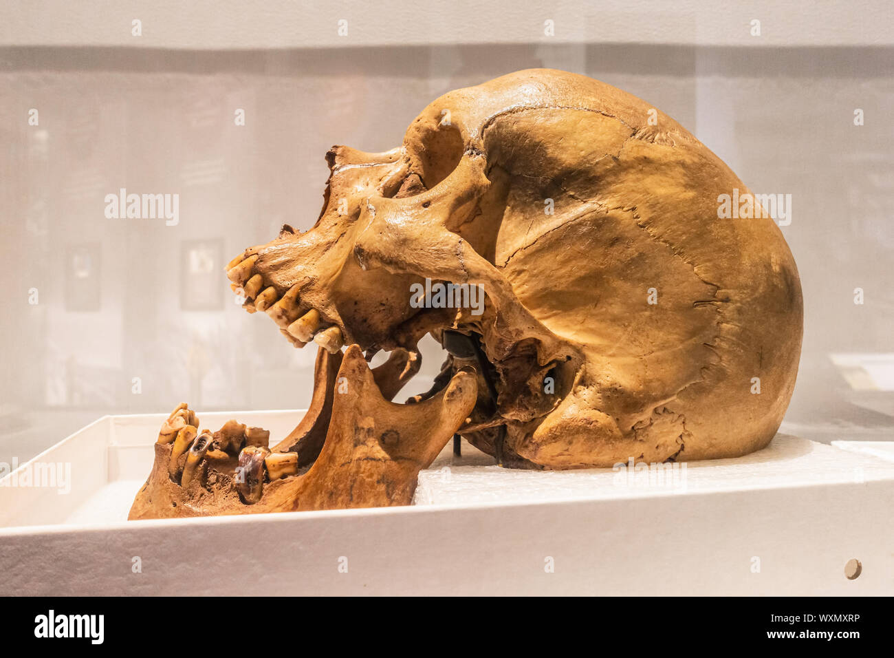 Neanderthal skull and big jaws, as seen from aside. Isolated against a white background Stock Photo