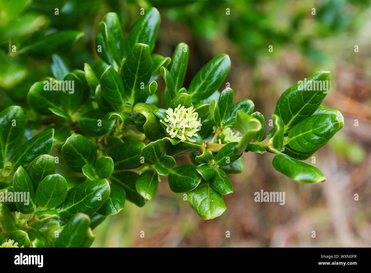 Coprosma repens, common names taupata, tree bedstraw, mirror bush, looking-glass bush, St. Agnes Island, Isles of Scilly, Cornwall, England, UK Stock Photo