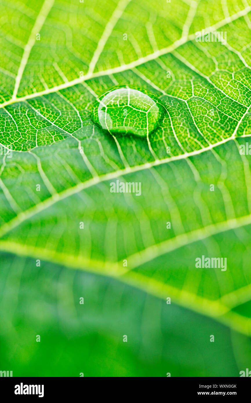 Water drop on fresh green leaf macro Stock Photo - Alamy