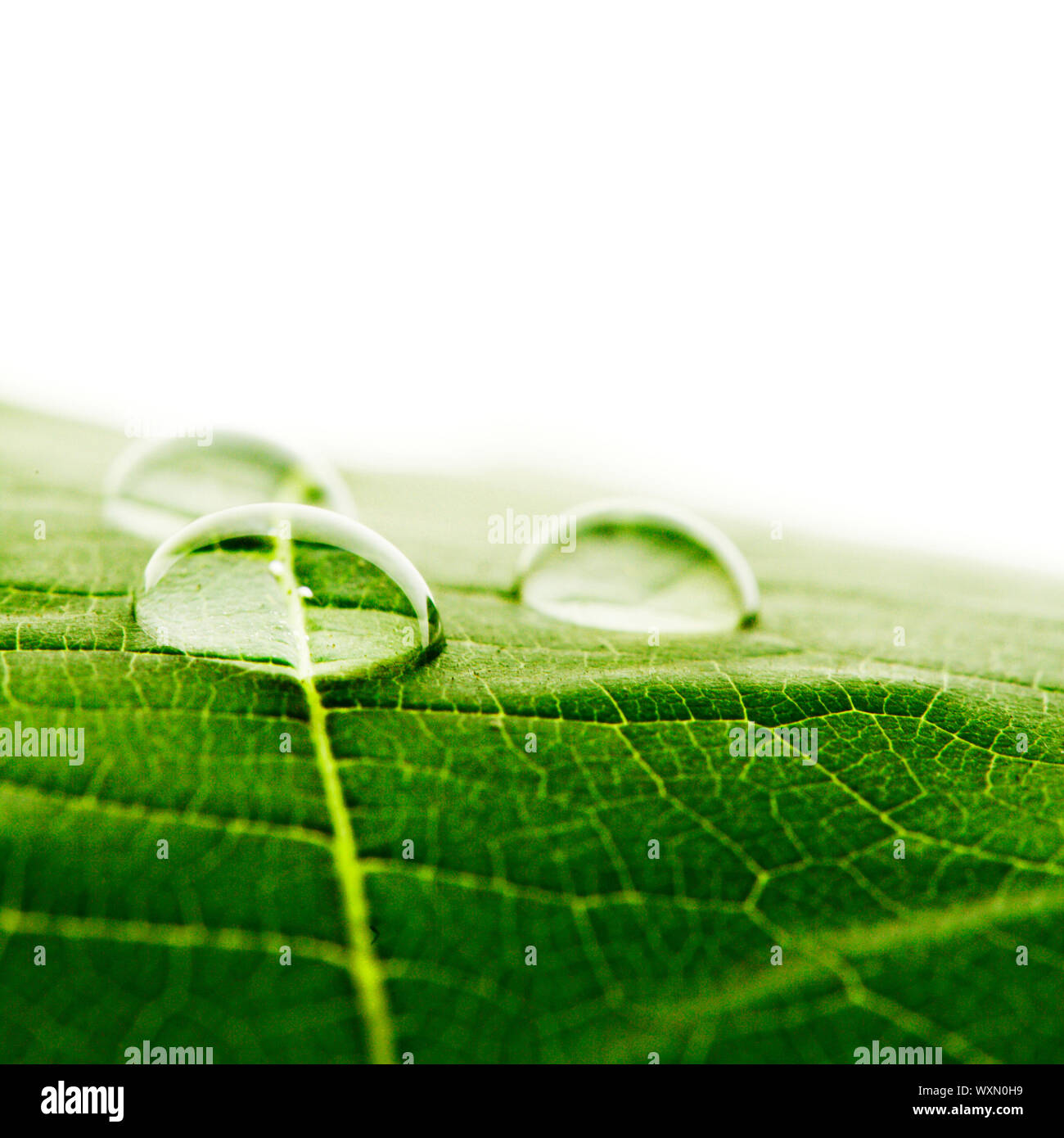 Water drops on green fresh leaf macro Stock Photo - Alamy