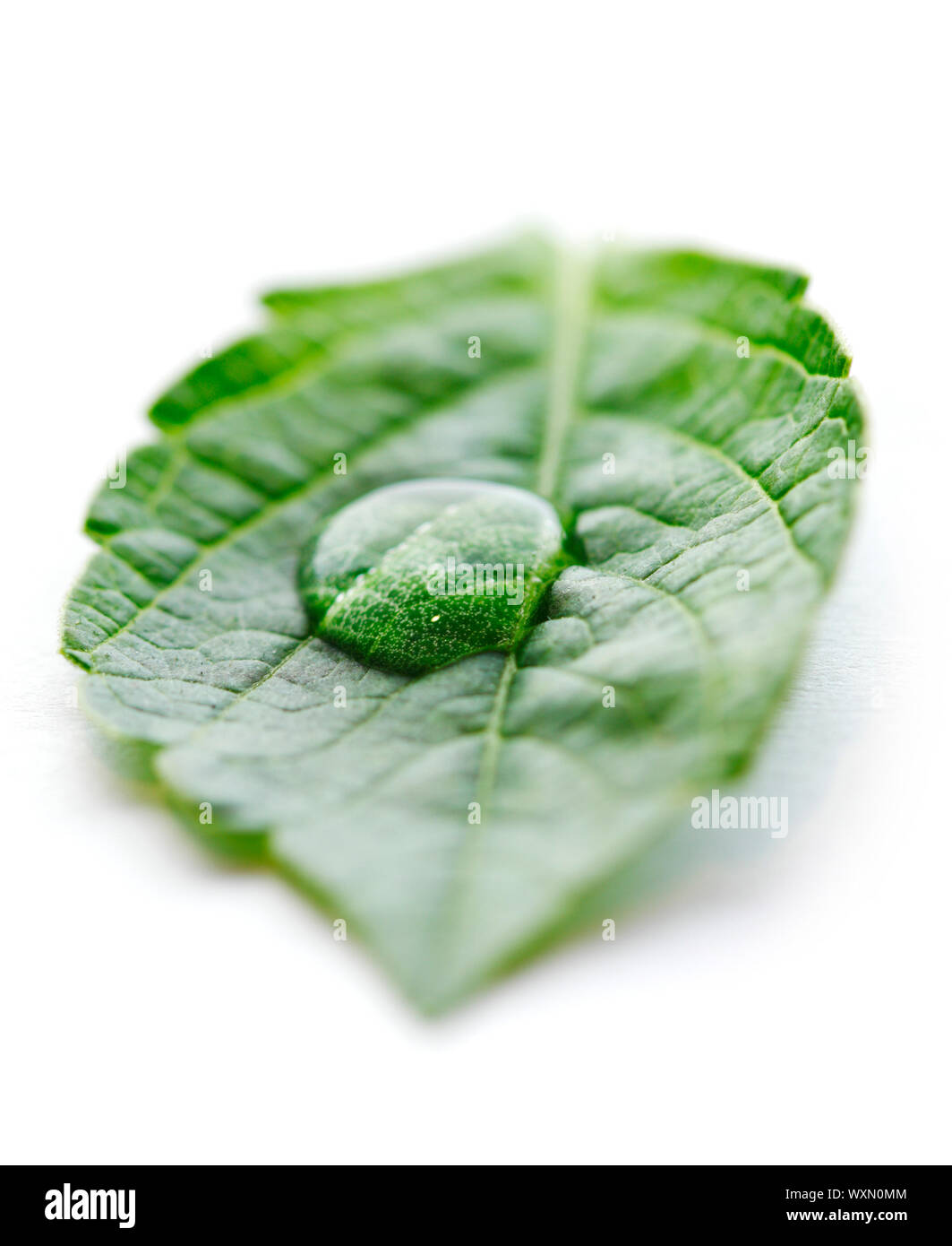Water drop on leaf isolated on white background macro Stock Photo - Alamy
