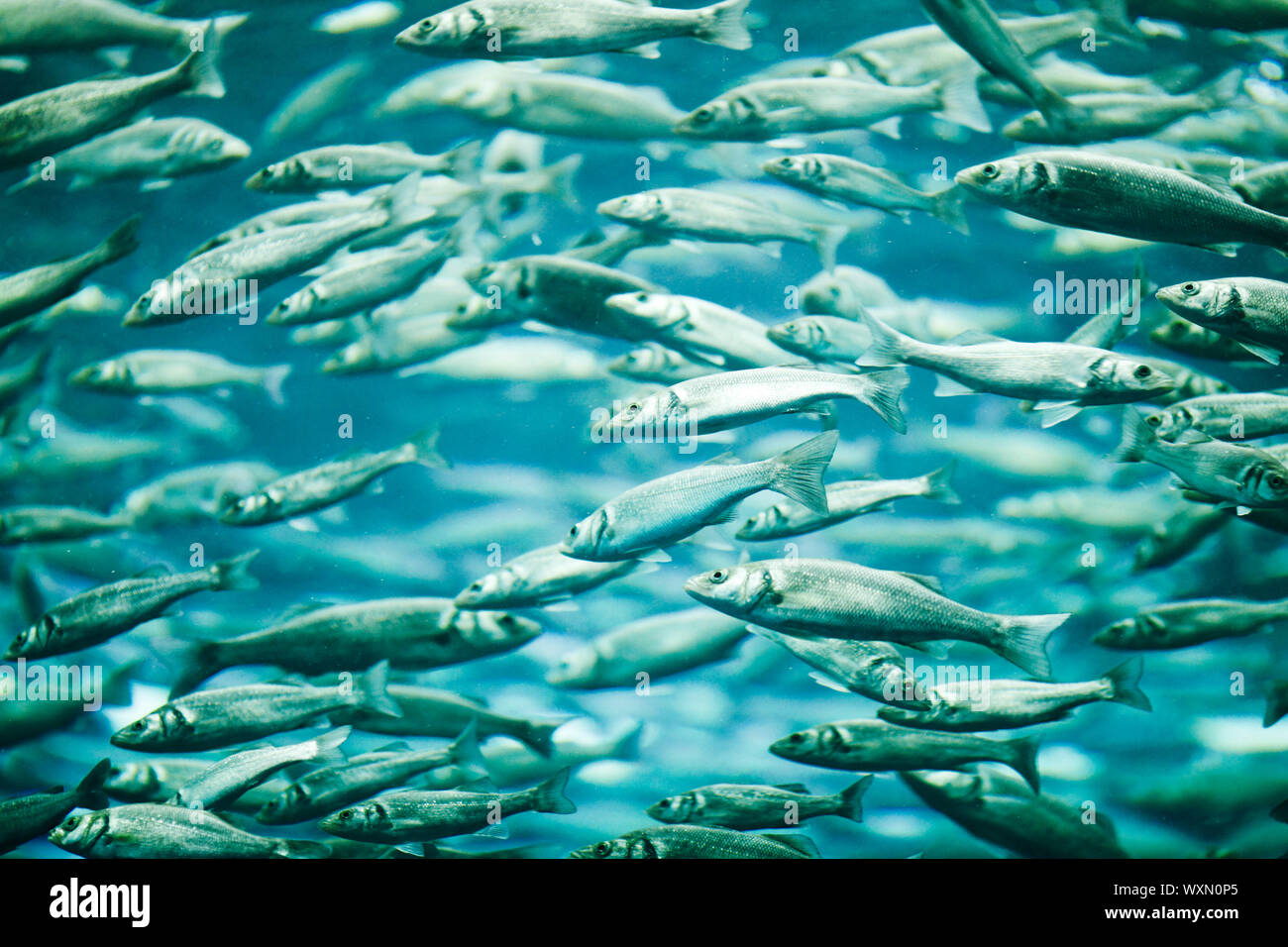 Many mackerel fish, underwater view Stock Photo Alamy