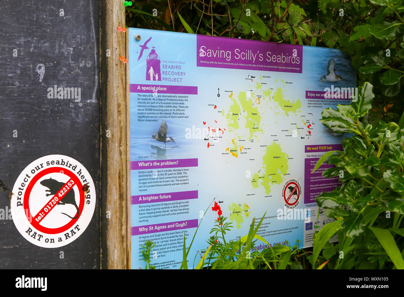 Protecting seabirds from rats hi-res stock photography and images - Alamy