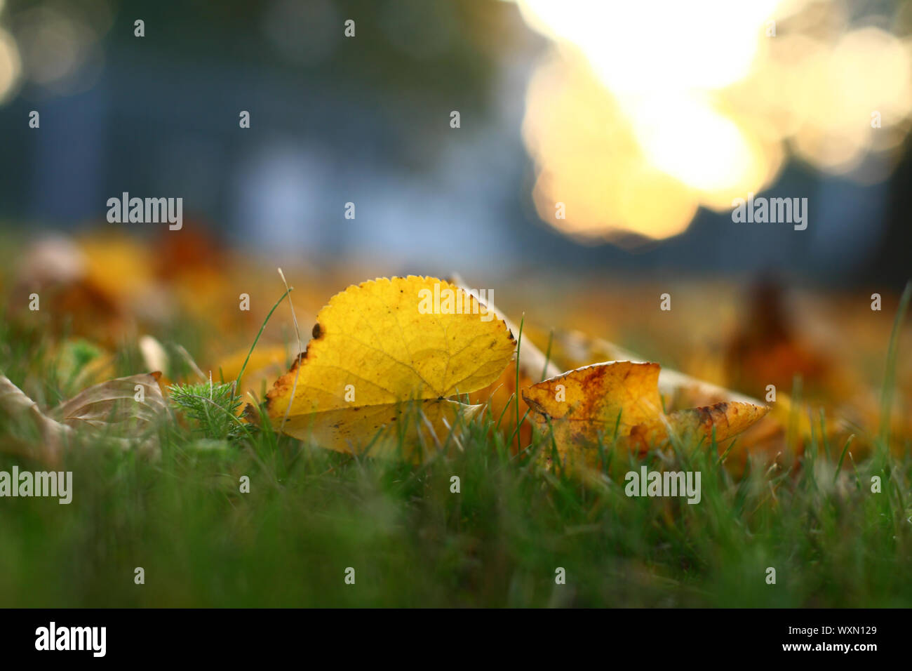 golden leaves on last green grass Stock Photo - Alamy