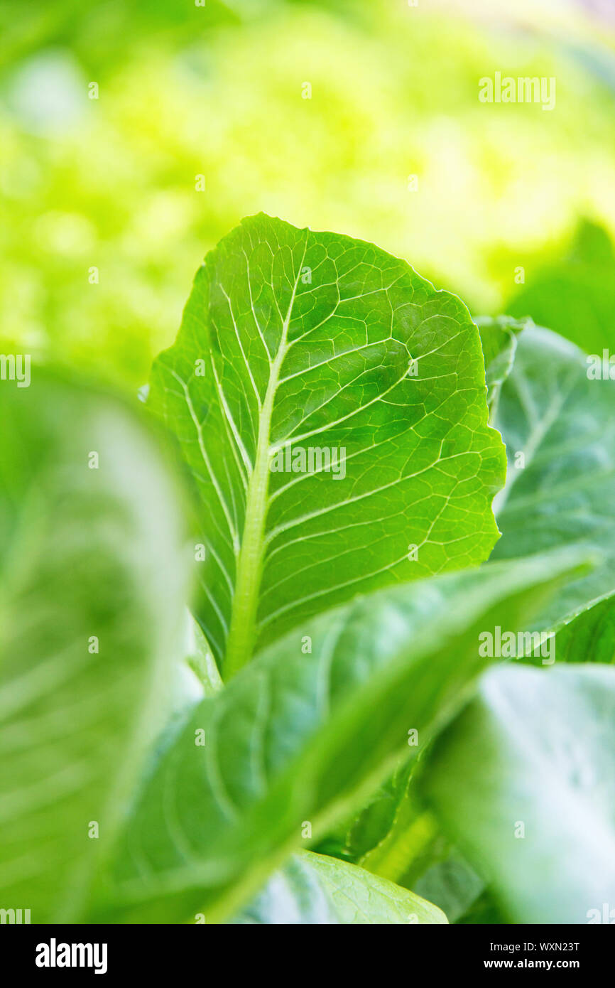 Hydroponics vegetable farm,close up of Lettuce Crop Lactuca Leaf Vegetable Stock Photo