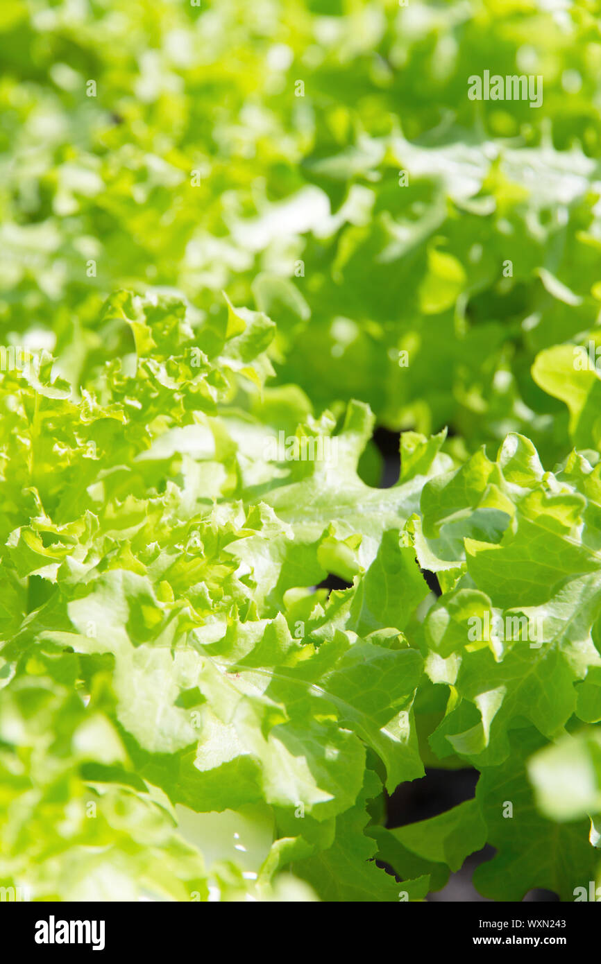 Hydroponics vegetable farm Stock Photo
