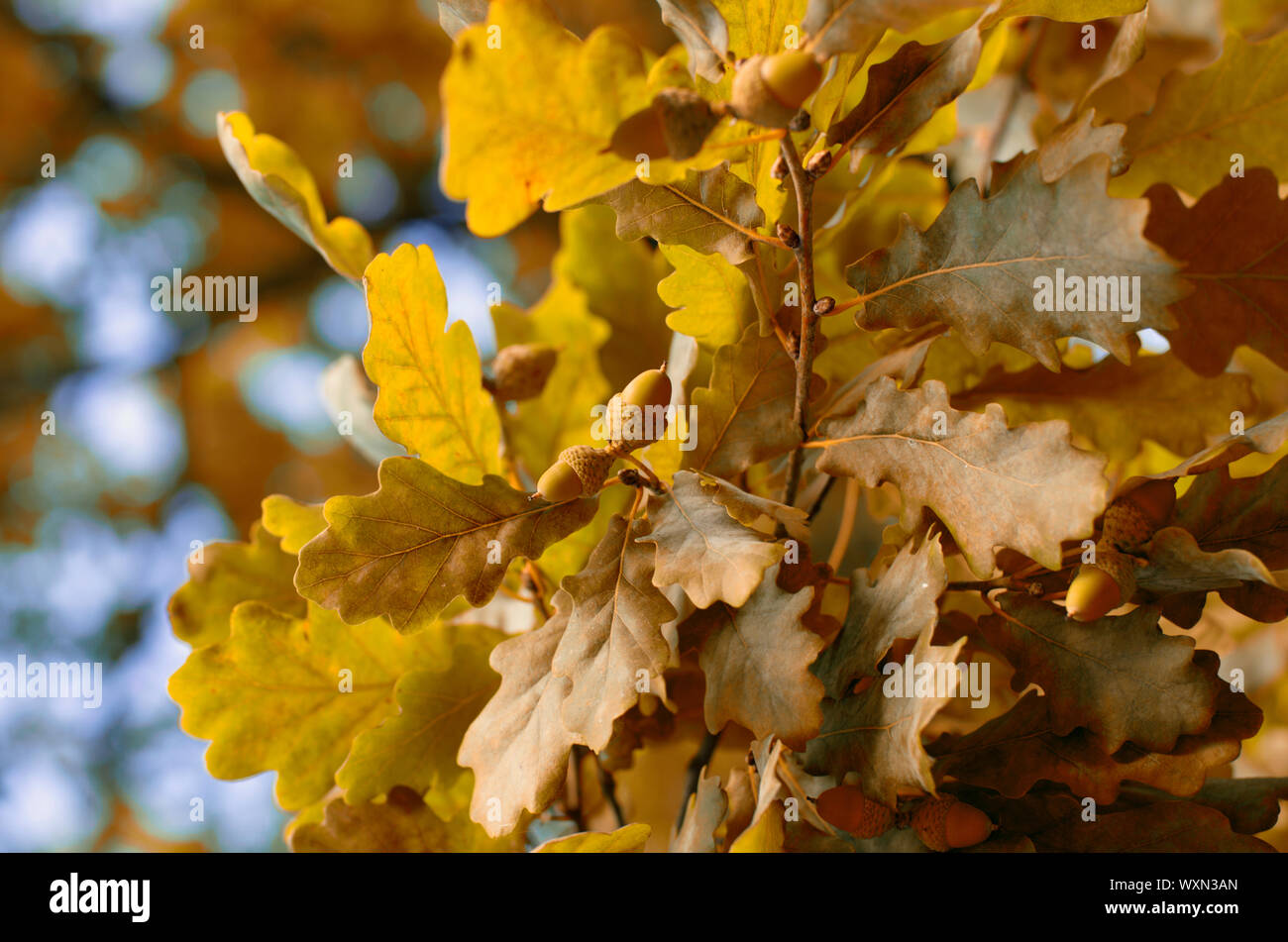 Two foliage leaves hi-res stock photography and images - Alamy