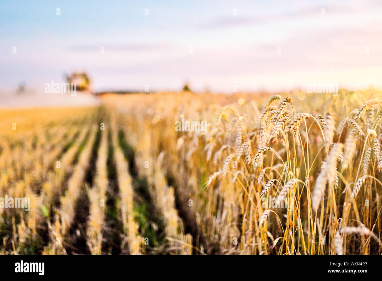 Combine harvester harvests ripe wheat. Ripe ears of gold field on the sunset cloudy orange sky background. . Concept of a rich harvest. Agriculture im Stock Photo