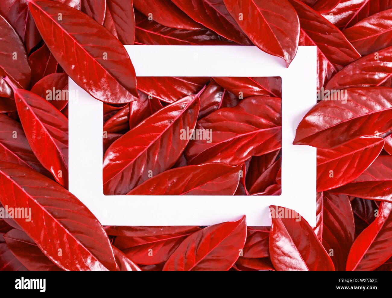 Frame Against The Background Of Red Leaves Stock Photo Alamy