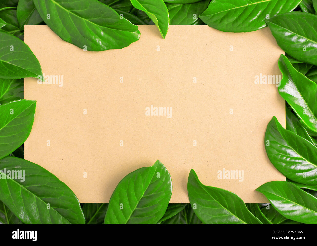 Frame Against The Background Of Leaves Stock Photo Alamy