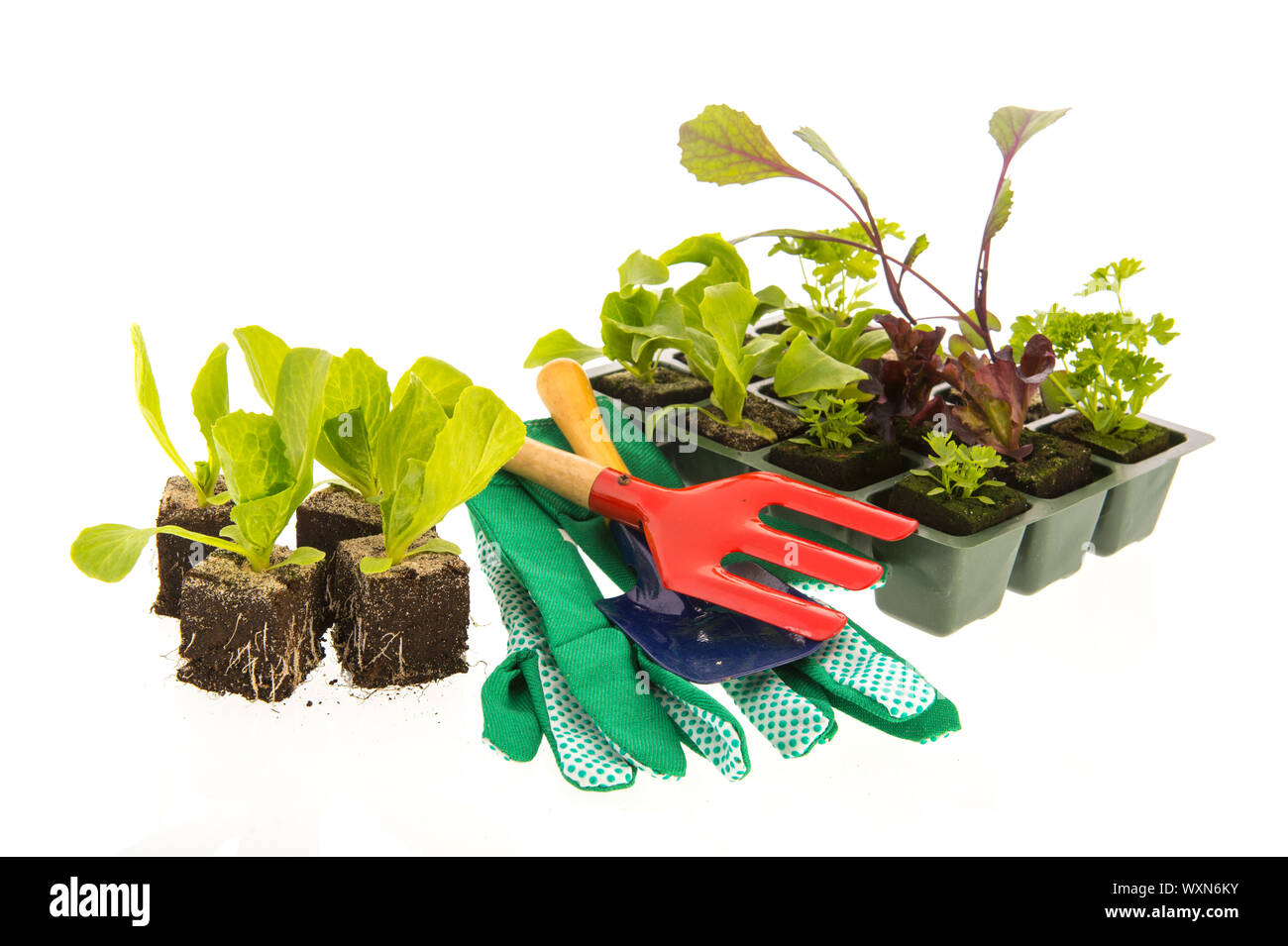 Vegetable and herb plants in plastic container Stock Photo Alamy