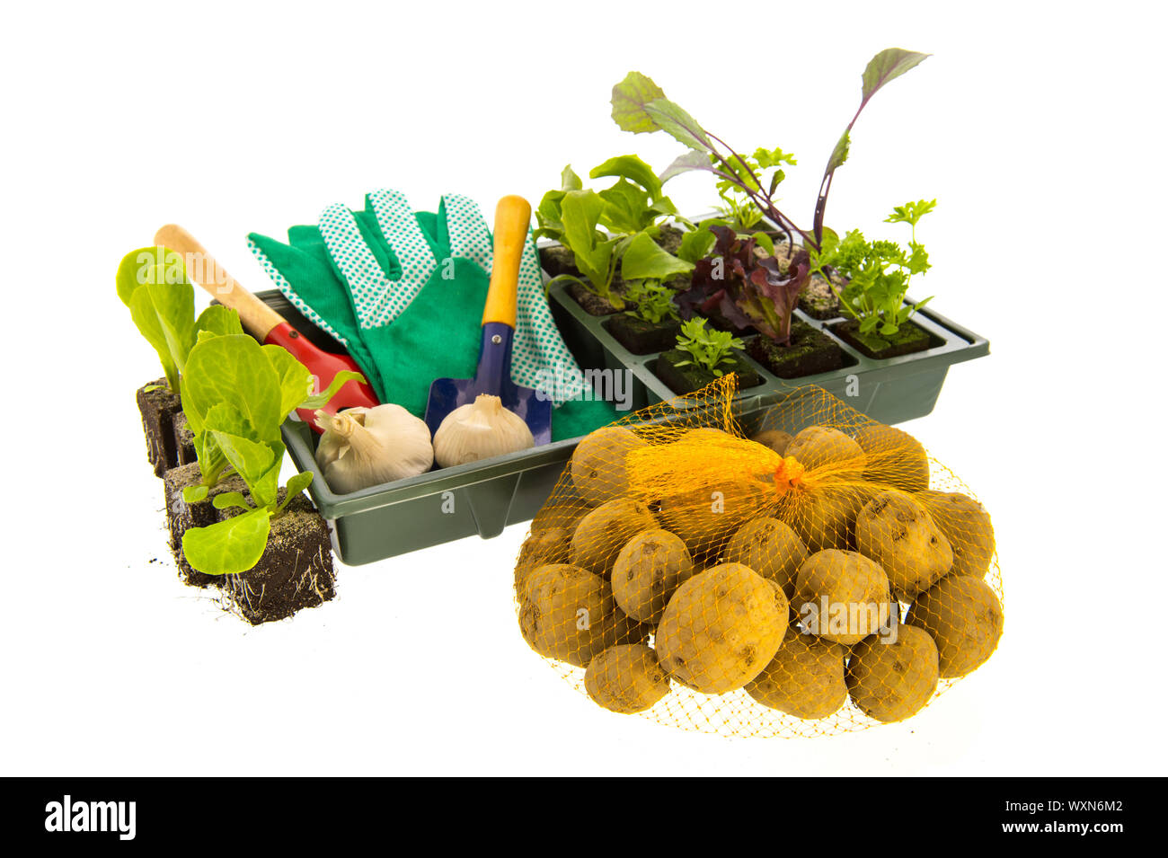 Vegetable and herb plants in plastic container Stock Photo Alamy