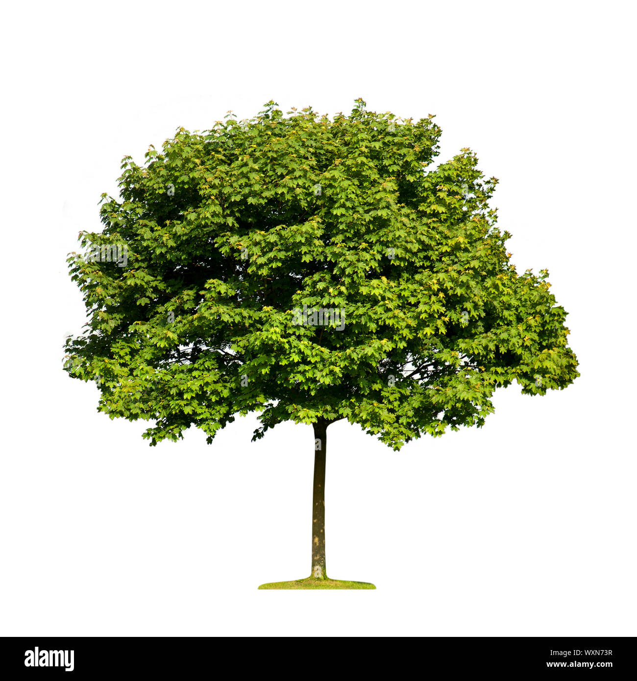 Maple Tree isolated Stock Photo Alamy