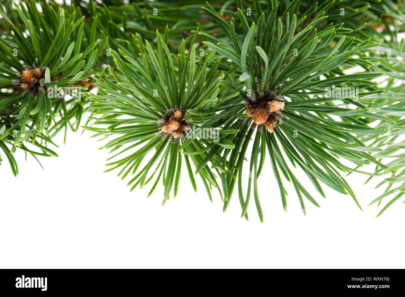 pine branch isolated on white background Stock Photo - Alamy