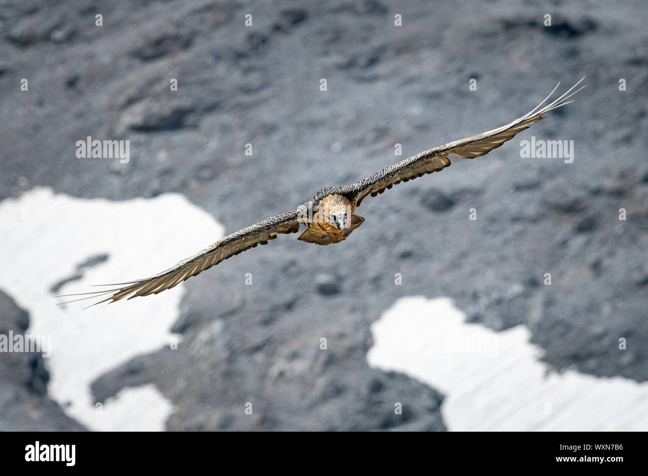 An Adult Bearded Vulture (Gypaetus Barbatus) In Flight, Alps In South ...