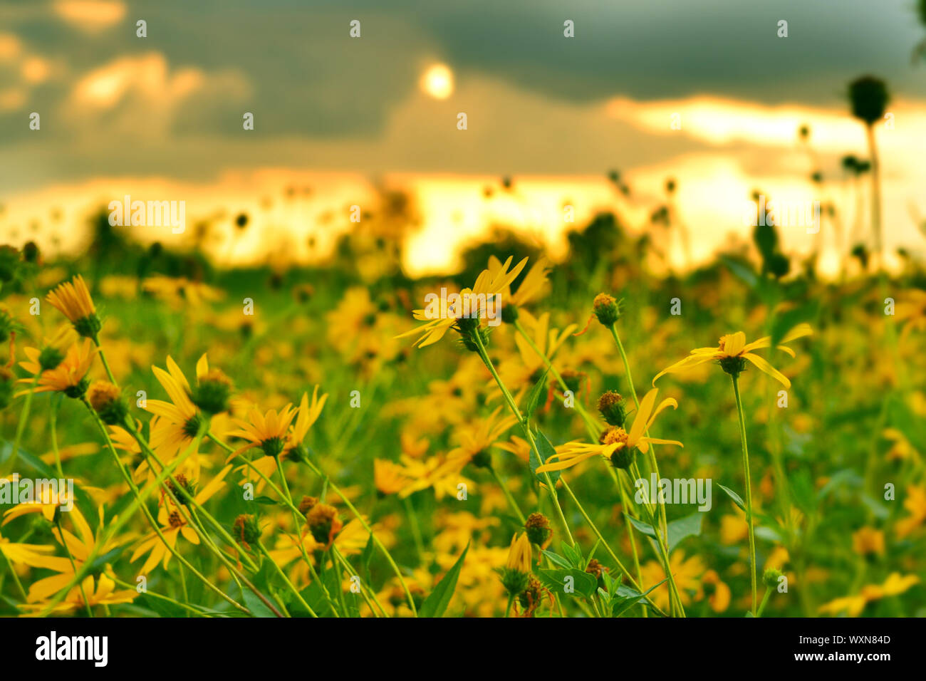 jerusalem artichokes sunflower in garden Stock Photo Alamy